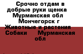 Срочно отдам в добрые руки щенка! - Мурманская обл., Мончегорск г. Животные и растения » Собаки   . Мурманская обл.